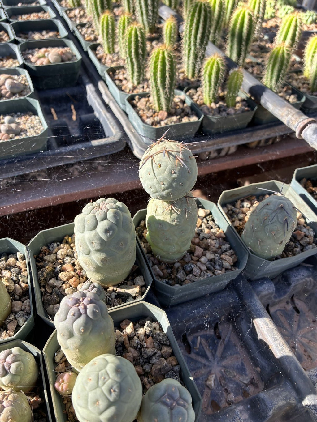 Tephrocactus geometricus seedlings in pots
