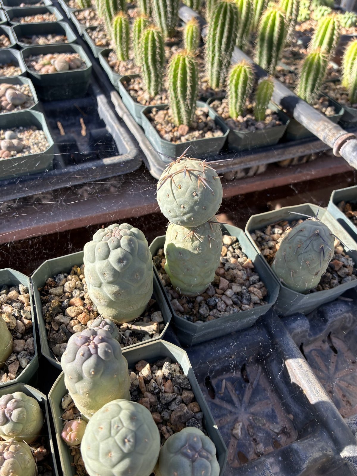 Tephrocactus geometricus seedlings in pots