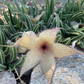 Stapelia Multi Cutting Pack - 6 Different Species