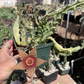 Stapelia Multi Cutting Pack - 6 Different Species