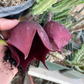 Stapelia Multi Cutting Pack - 6 Different Species