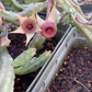 Stapelia Multi Cutting Pack - 6 Different Species