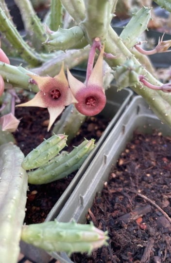 Stapelia Multi Cutting Pack - 6 Different Species