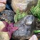 Stapelia Multi Cutting Pack - 6 Different Species