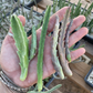 Stapelia Multi Cutting Pack - 6 Different Species