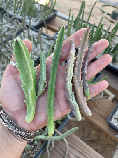 Stapelia Multi Cutting Pack - 6 Different Species