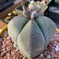 Astrophytum myriostigma Seeds