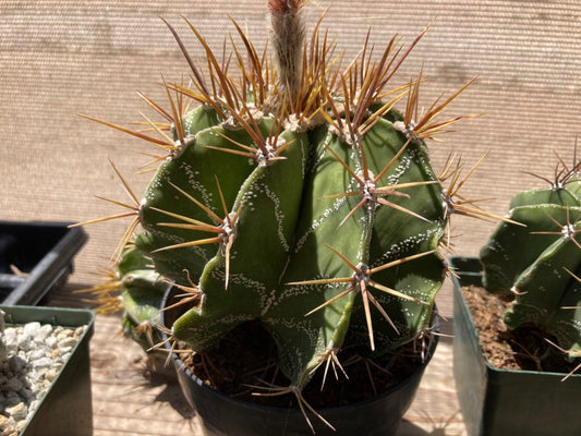Astrophytum ornatum Seeds