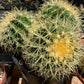 Echinocactus grusonii - Golden Barrel Seeds