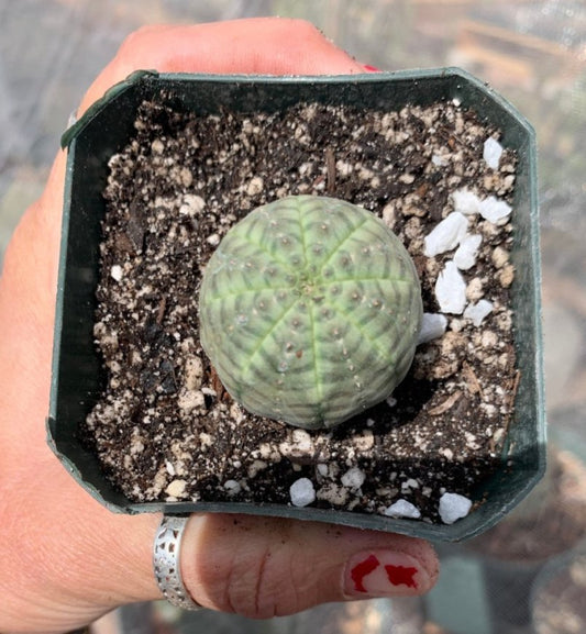 Euphorbia obesa