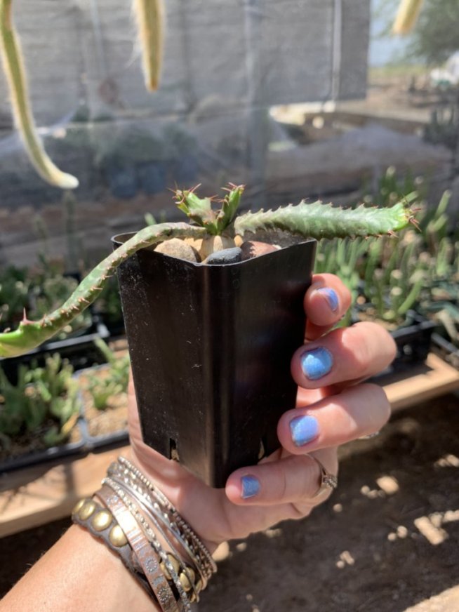 Euphorbia stellata
