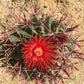 Ferocactus latispinus Cactus Seeds