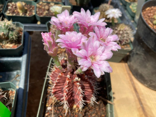 Gymnocalycium mihanovichii seeds