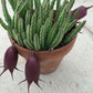 Stapelia leendertziae