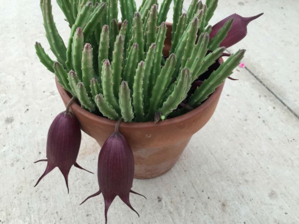 Stapelia leendertziae