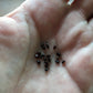 Astrophytum myriostigma quadricostatum nudum (4-rib) Seeds