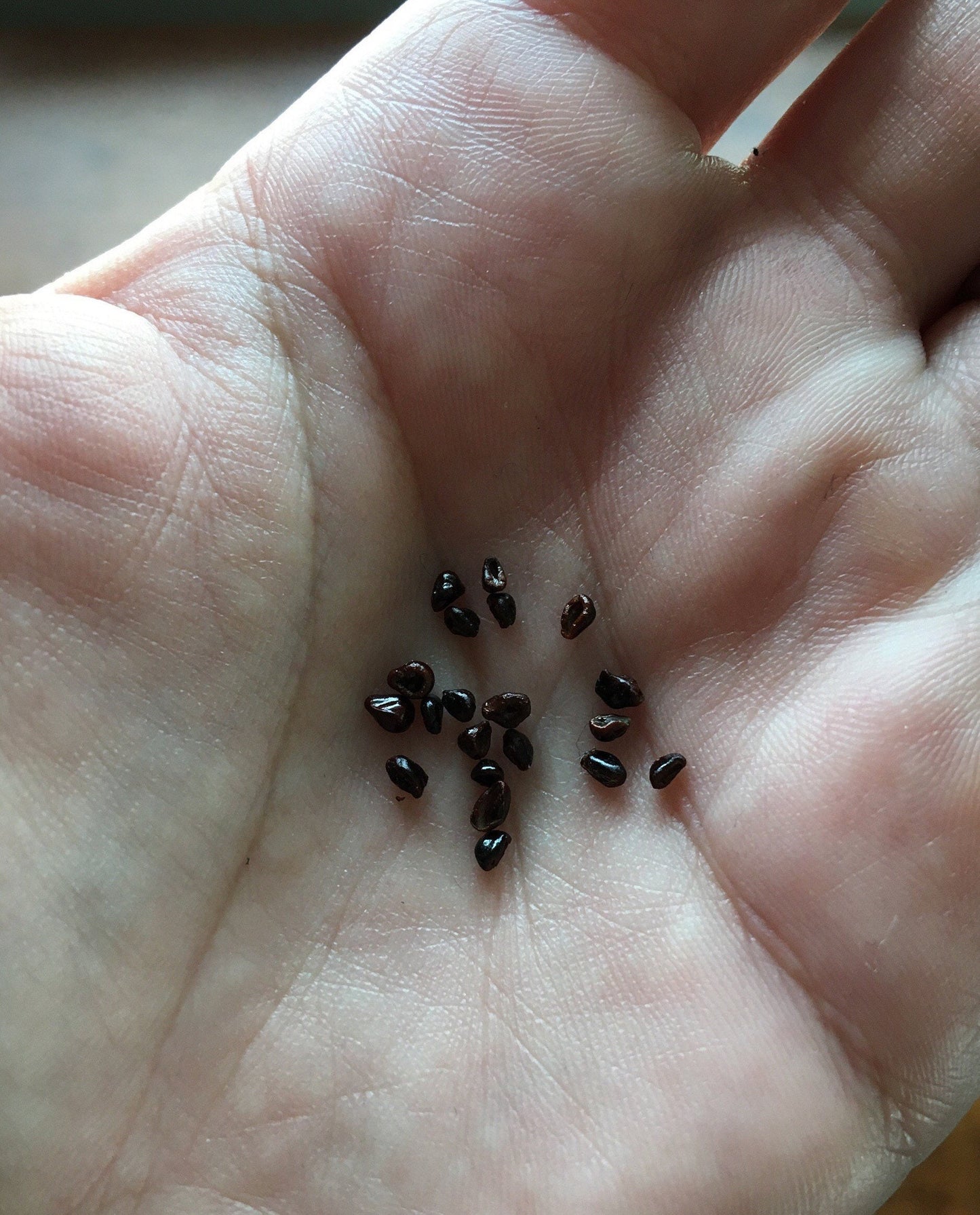 Astrophytum myriostigma quadricostatum nudum (4-rib) Seeds