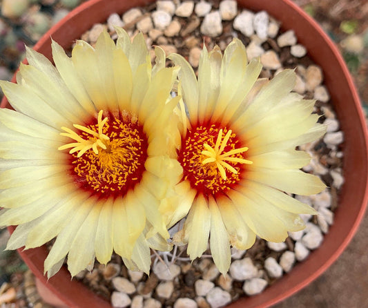 Astrophytum capricorne Seeds