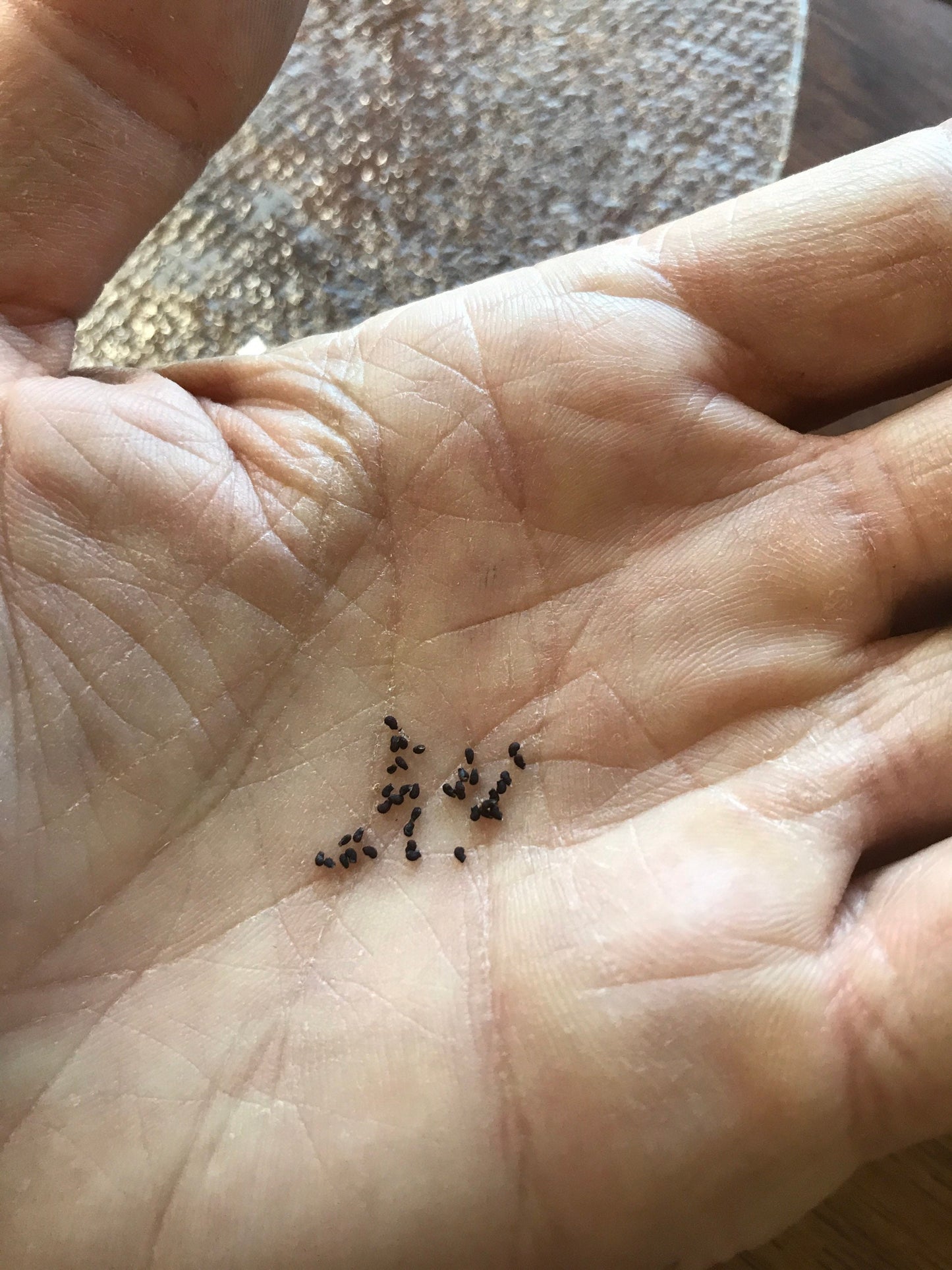 Hildewintera colademononis - Monkey Tail Cactus Seeds - Super Furry Hybrid