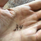 Hildewintera colademononis - Monkey Tail Cactus Seeds - Grown in California