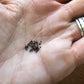 Cephalocleistocactus ritteri Seeds