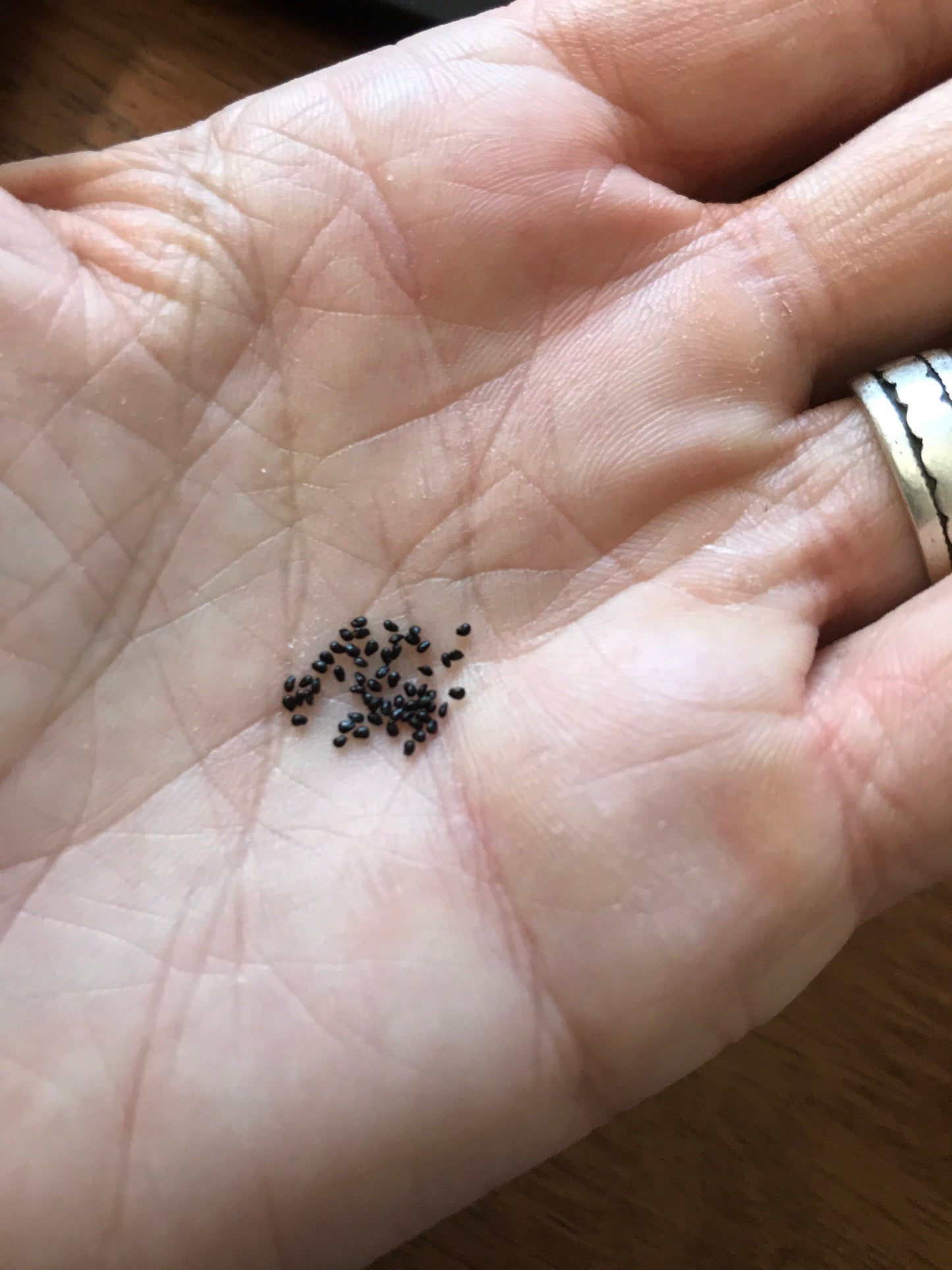 Cephalocleistocactus ritteri Seeds