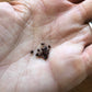 Astrophytum myriostigma kikko nudum variegata Seeds