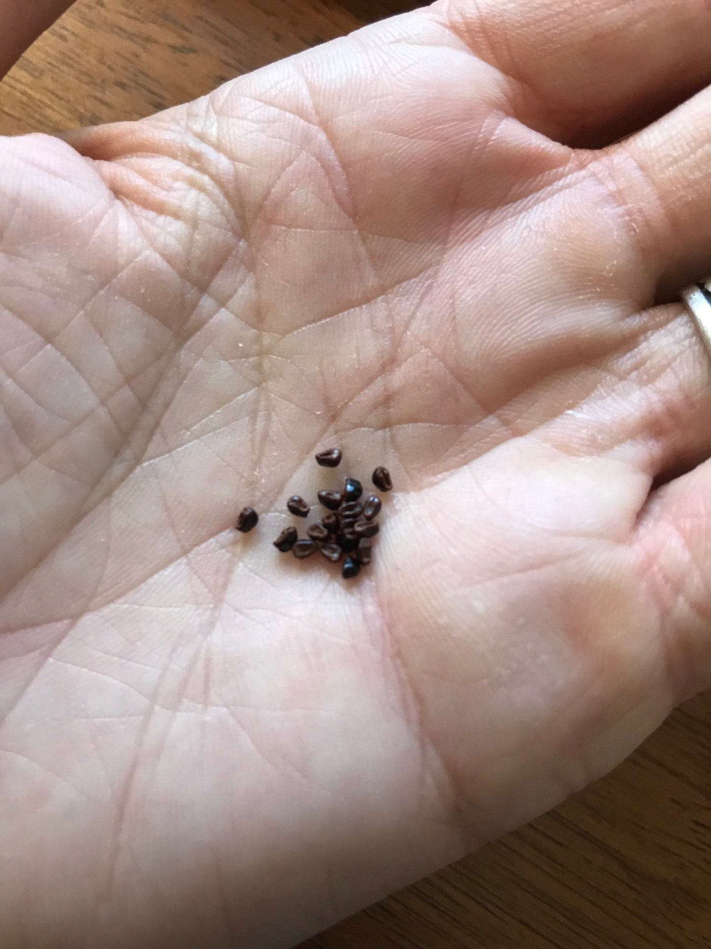 Astrophytum asterias nudum Seeds