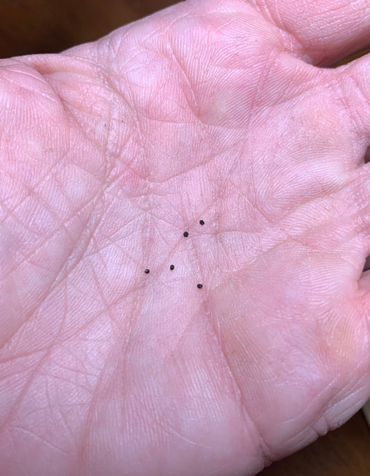 Gymnocalycium paediophilum Seeds