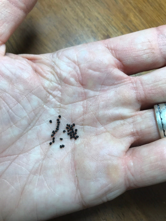 Wilcoxia schmollii (Lambs Tail) Seeds