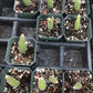 Hildewintera colademononis - Monkey Tail Cactus Seeds - Grown in California