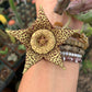 Stapelia orbea variegata seed grown