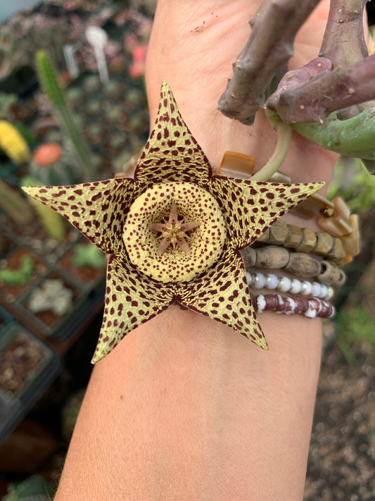 Stapelia orbea variegata seed grown