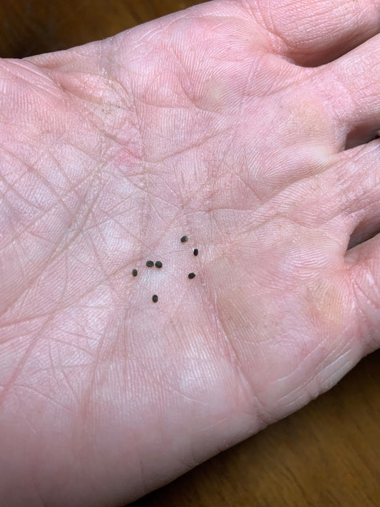Rebutia muscula Seeds