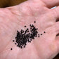 Carnegiea gigantea - Giant Saguara Seeds