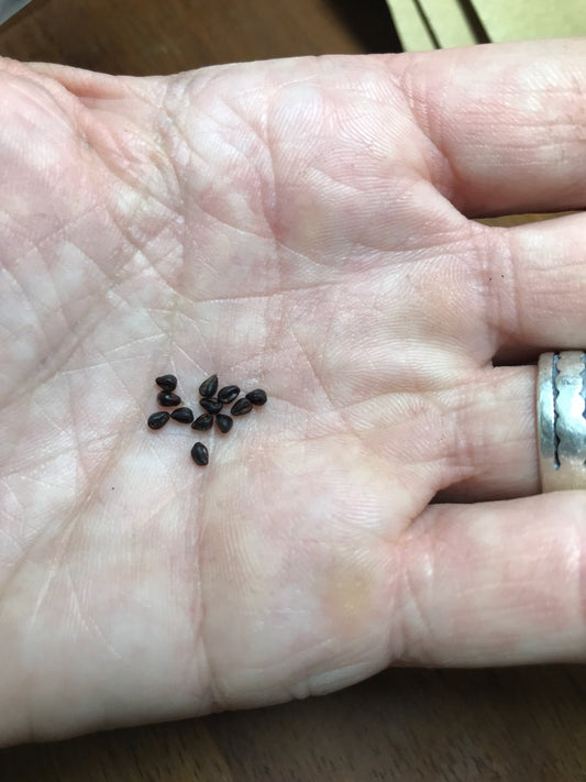 Astrophytum ornatum Seeds