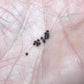 Echinopsis oxygona variegata Seeds