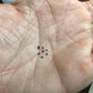 Ferocactus curvispinus Seeds