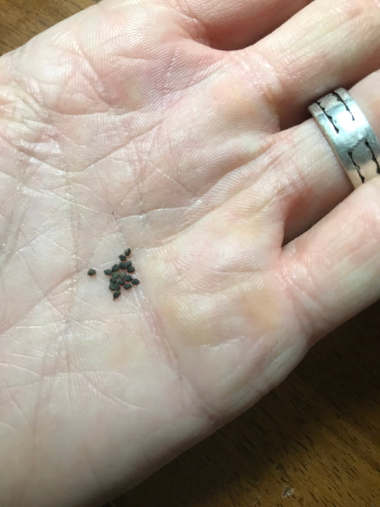 Myrtillocactus geometrizans Seeds