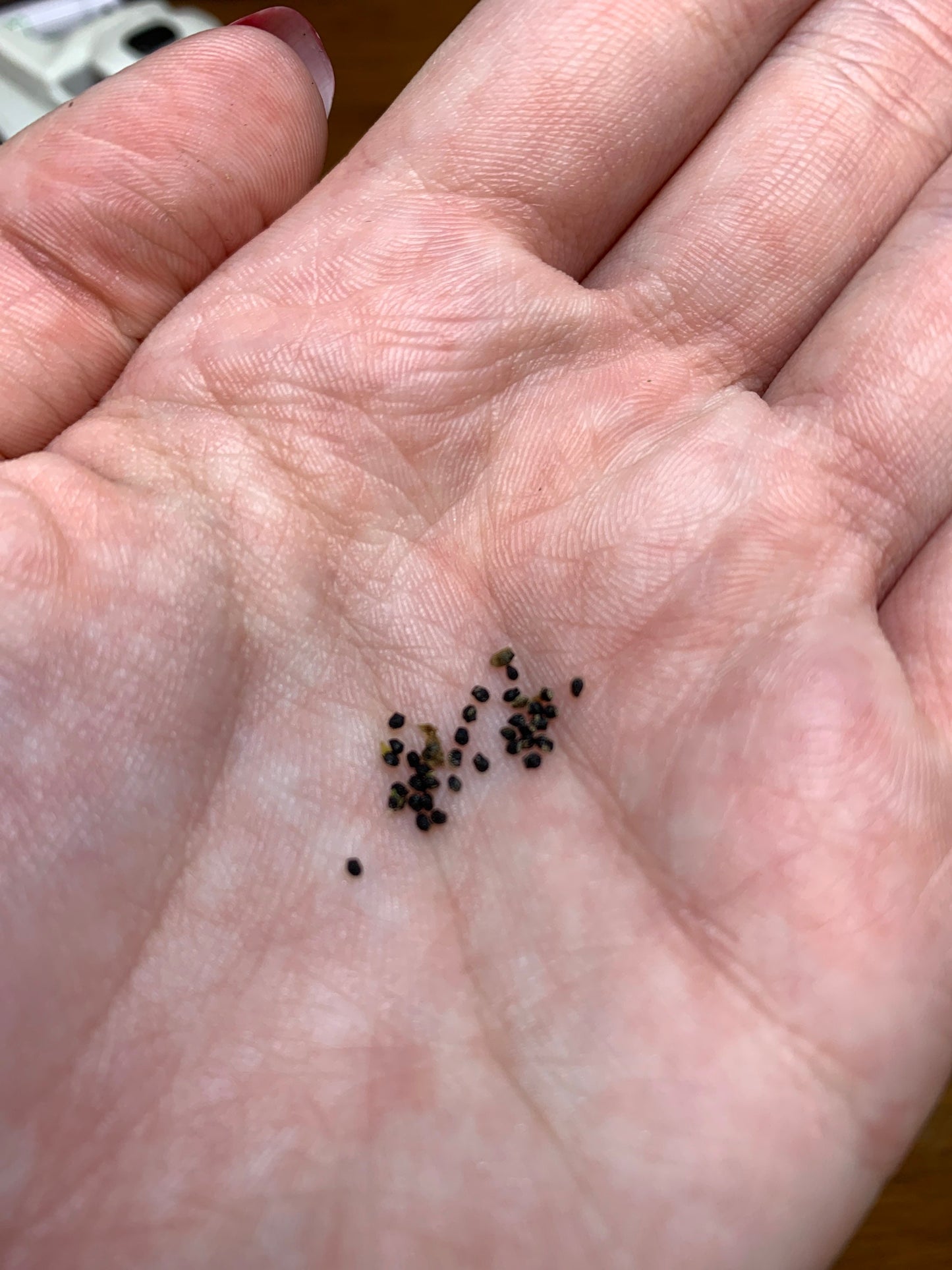 Melocactus pachycanthus Seeds