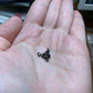 Echinocereus pentalophus Seeds