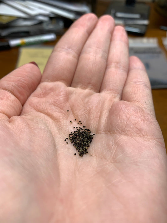 Parodia rudibuenekeri cristata Seeds