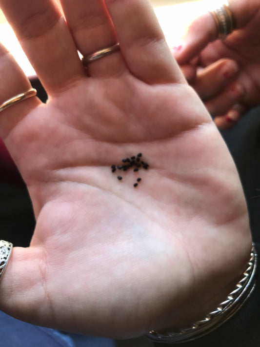 Ferocactus latispinus Cactus Seeds