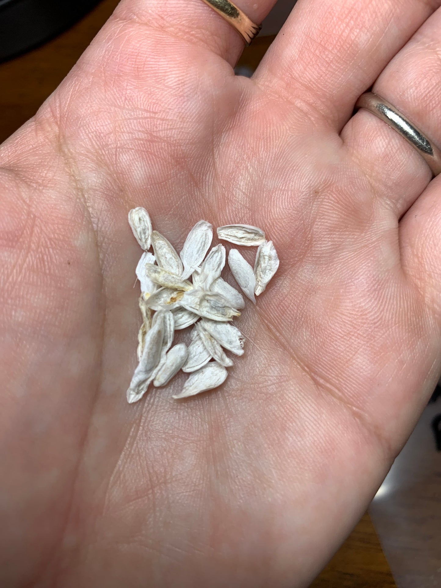 Fouquieria splendens (Ocotillo) Seeds