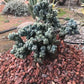 Cereus forbesii (Peruvian Apple Cactus) monstrose Seeds