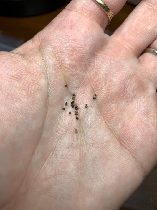 Eulychnia breviflora Cactus Seeds