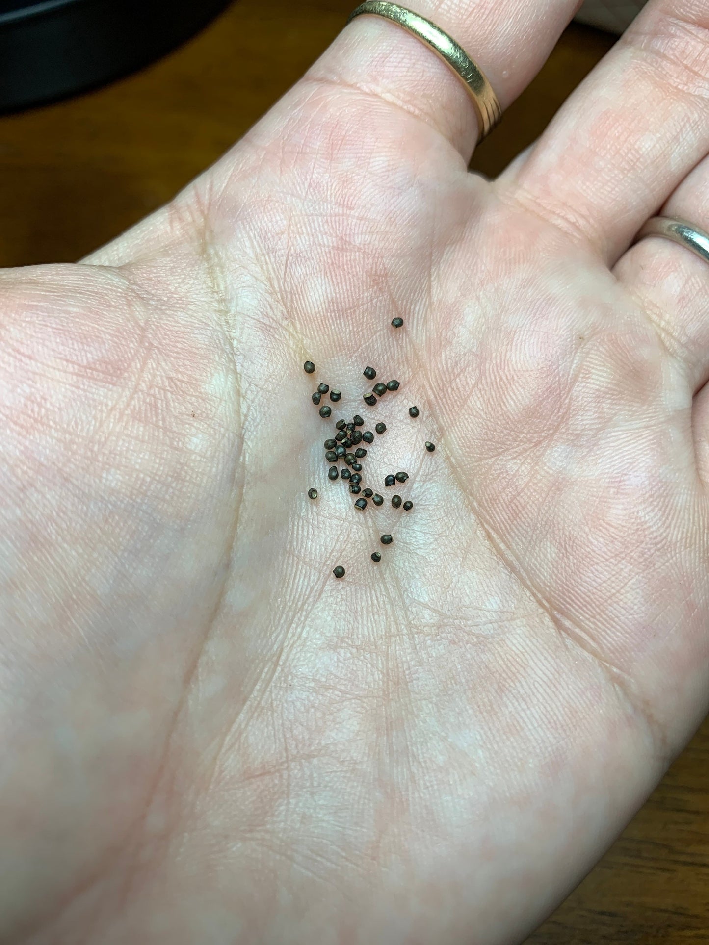 Echinofossulocactus crispatus seeds
