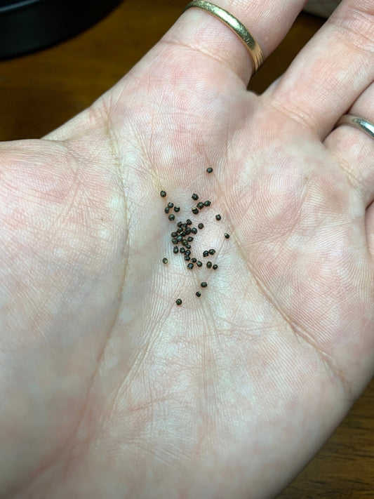 Echinofossulocactus hookeri Cactus seeds