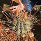 Ferocactus rectispinus Seeds