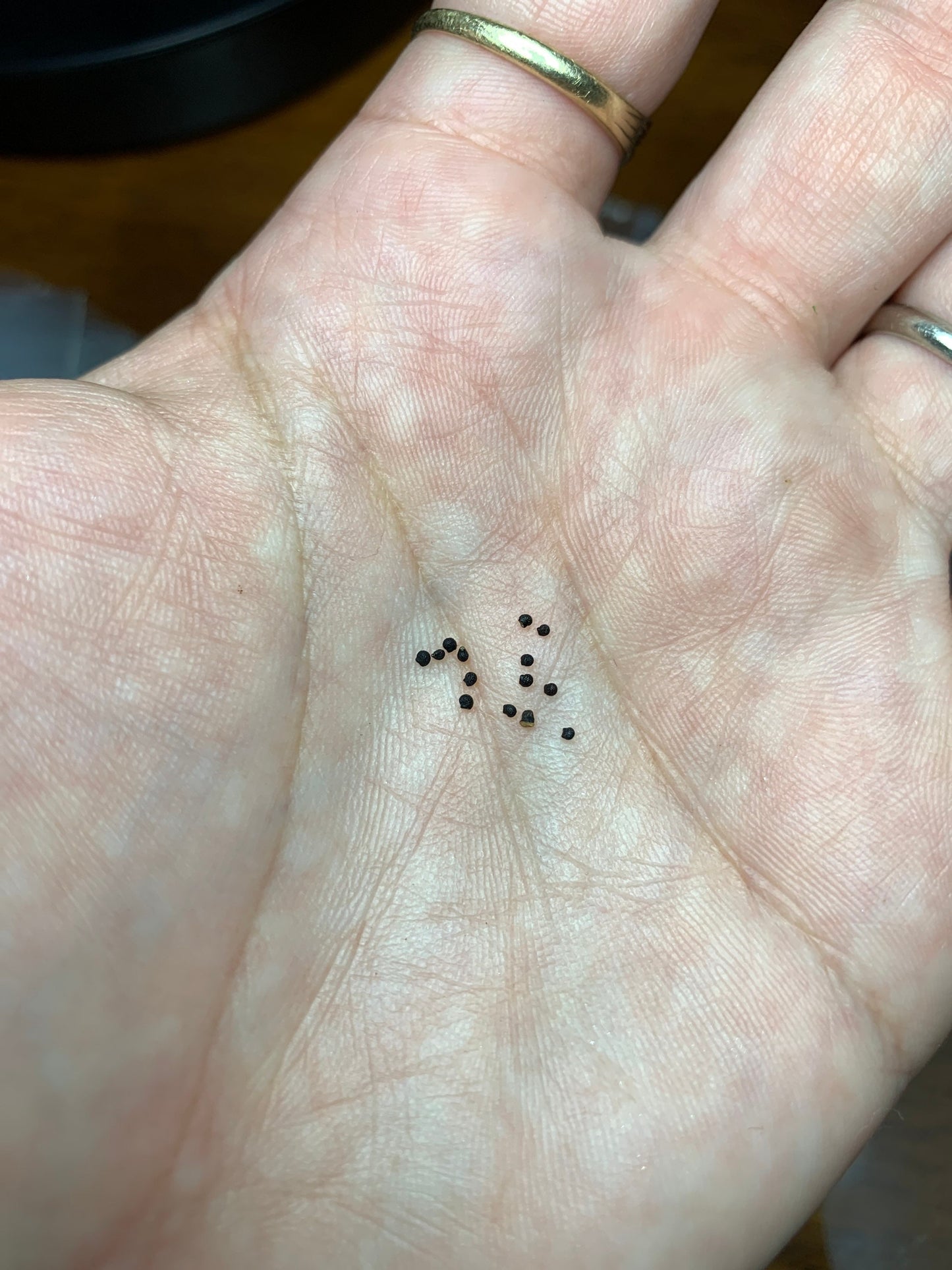Wilcoxia poselgeri Seeds